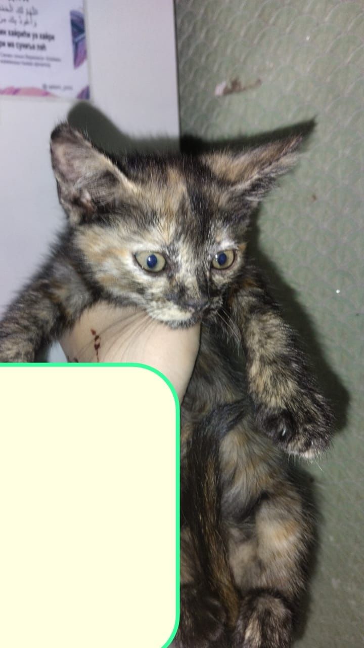 Котята, Отдам бесплатно, Ұзынагаш