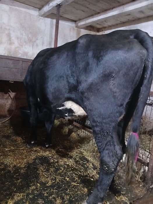 Vând  4 vaci  gestante