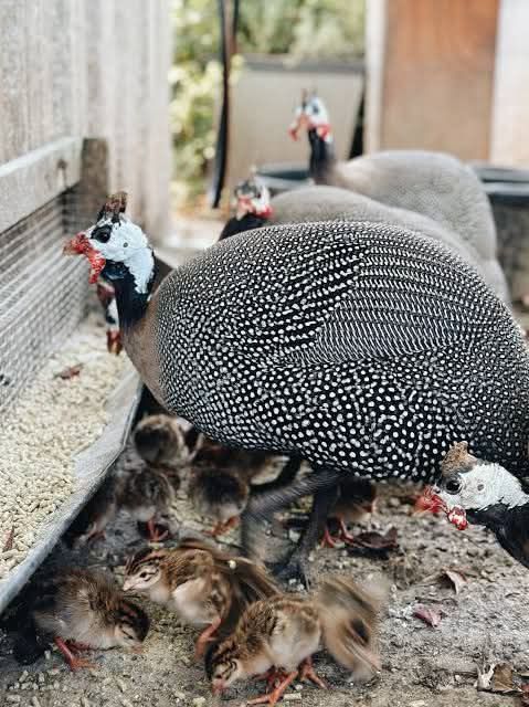 Vindem puișori  de Bibilica ,Găină, Rate,și Curca .mai multe detalii