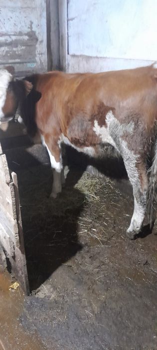 Vand 2 Junci de 11 luni