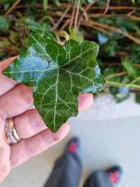 Vând iedera tot anului verde