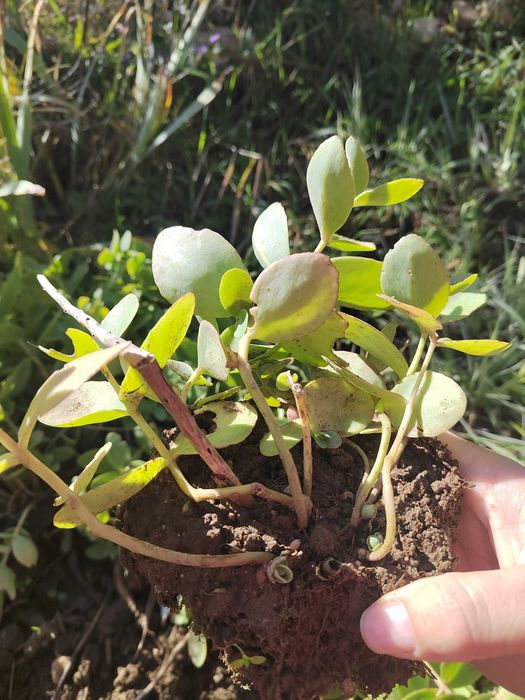 Дебела Мара, Делосперма, Хлорофитум, Фаларис и други