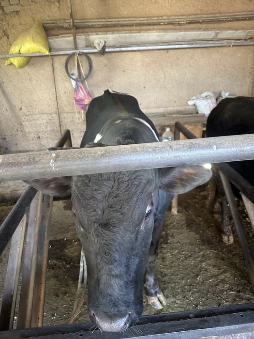 Buqa sotiladi 28 milyon kelishamiz yana