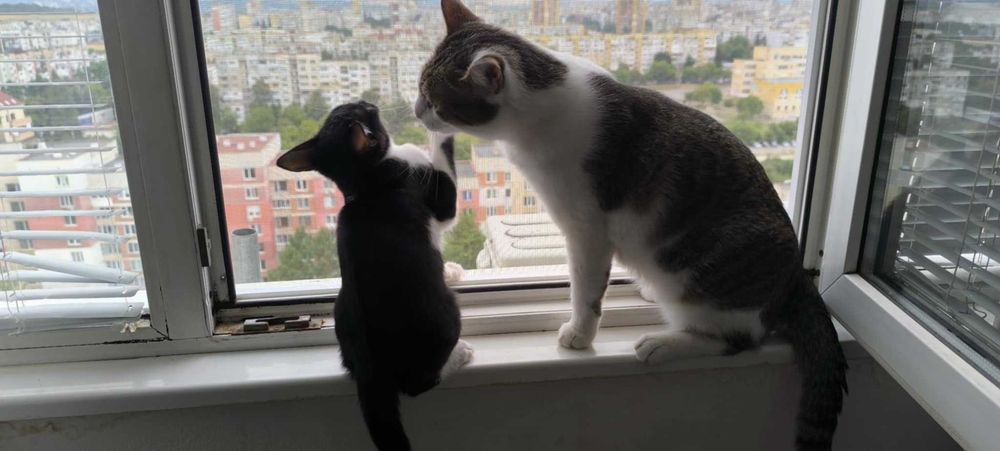 Коте Бела има спешна нужда от дом