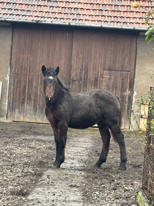 Manz de vanzare din parinti foarte buni