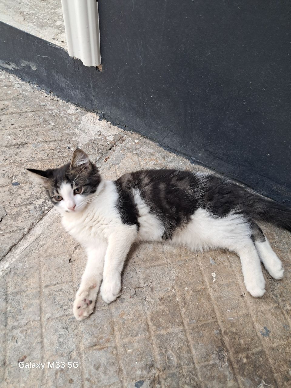 Котята Отдадим в хорошие руки 2,5 месяца
