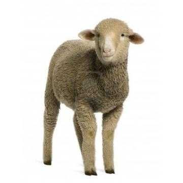 Furaj complet Miei/ Iezi/ Taurasi Crestere