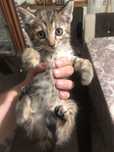 Тигрови котки със сини очи