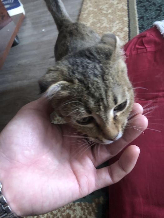 Отдам в доброе руки котенка