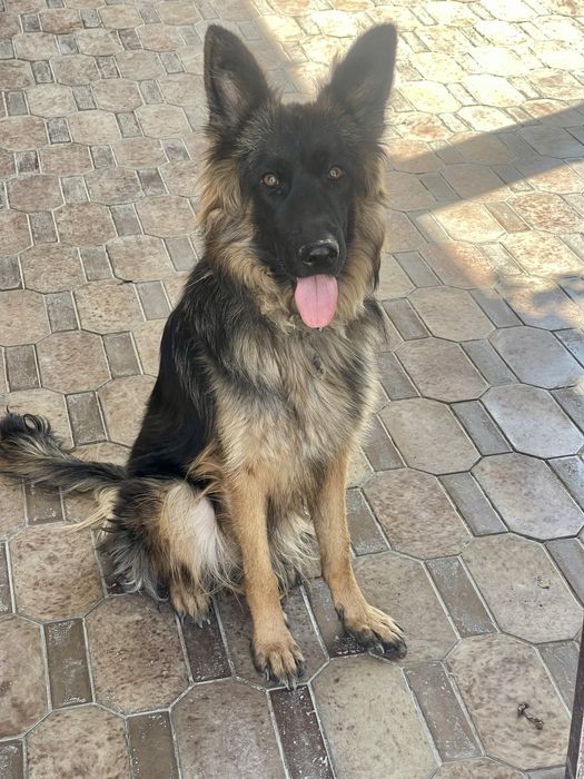 Продается длинношерстная немецкая овчарка. Возраст один год, Девочка!!