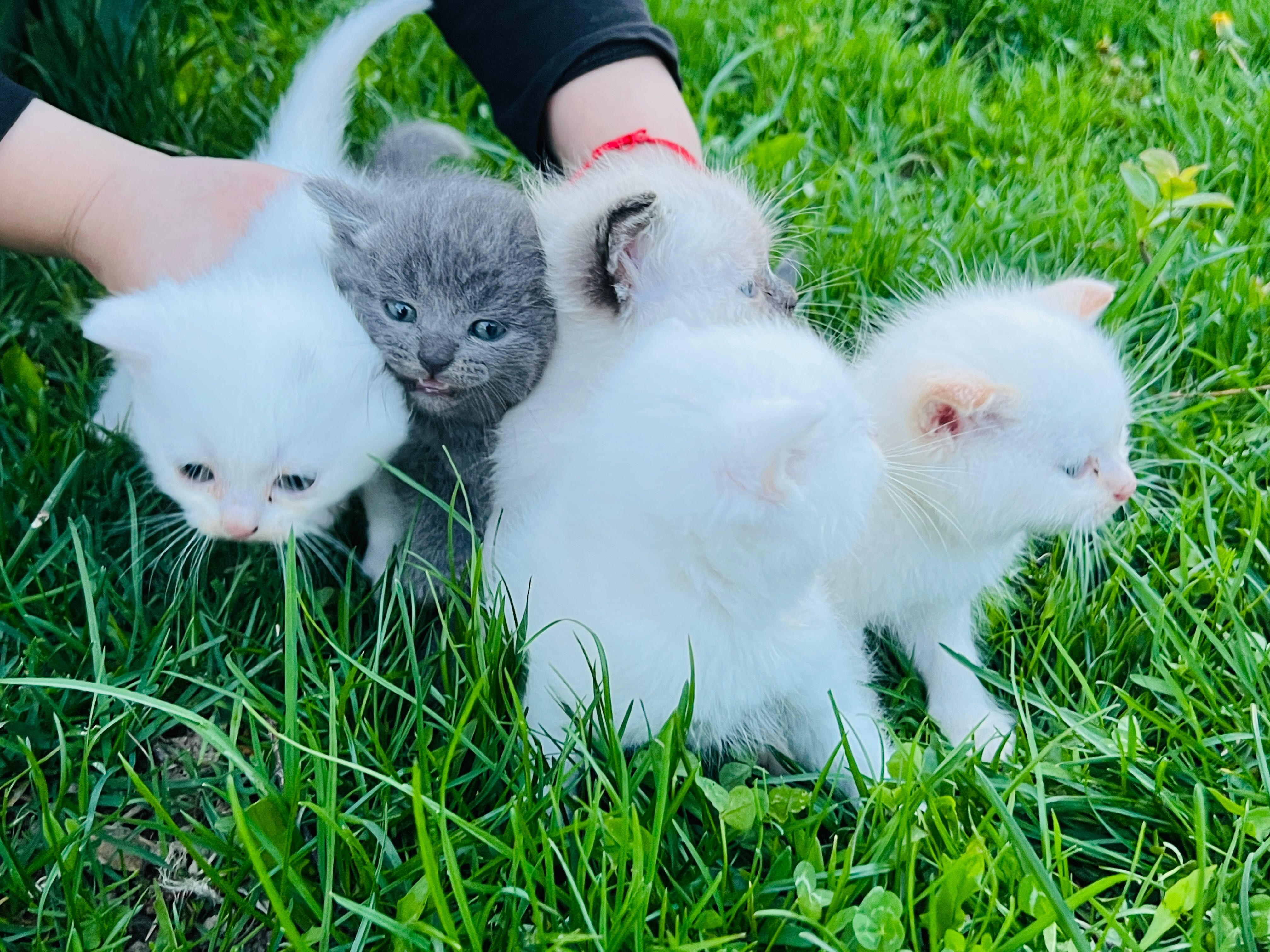 Pui de pisica Persana și  pui british shorthair