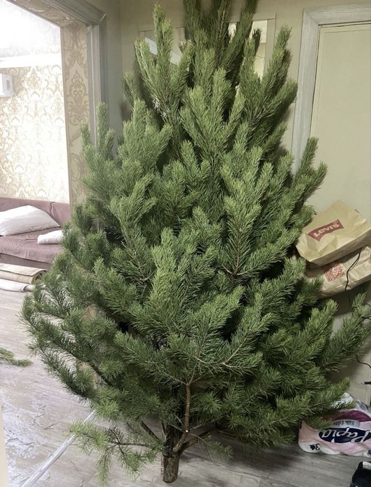 Елка, ель, сосна , елка новогодняя, сосна новогодняя,