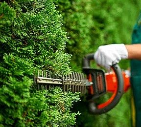 Toaletări pomi , tuns gard viu , curățat thuja