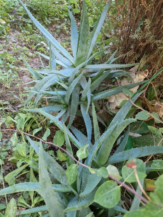 Алоэ и алоэ вера