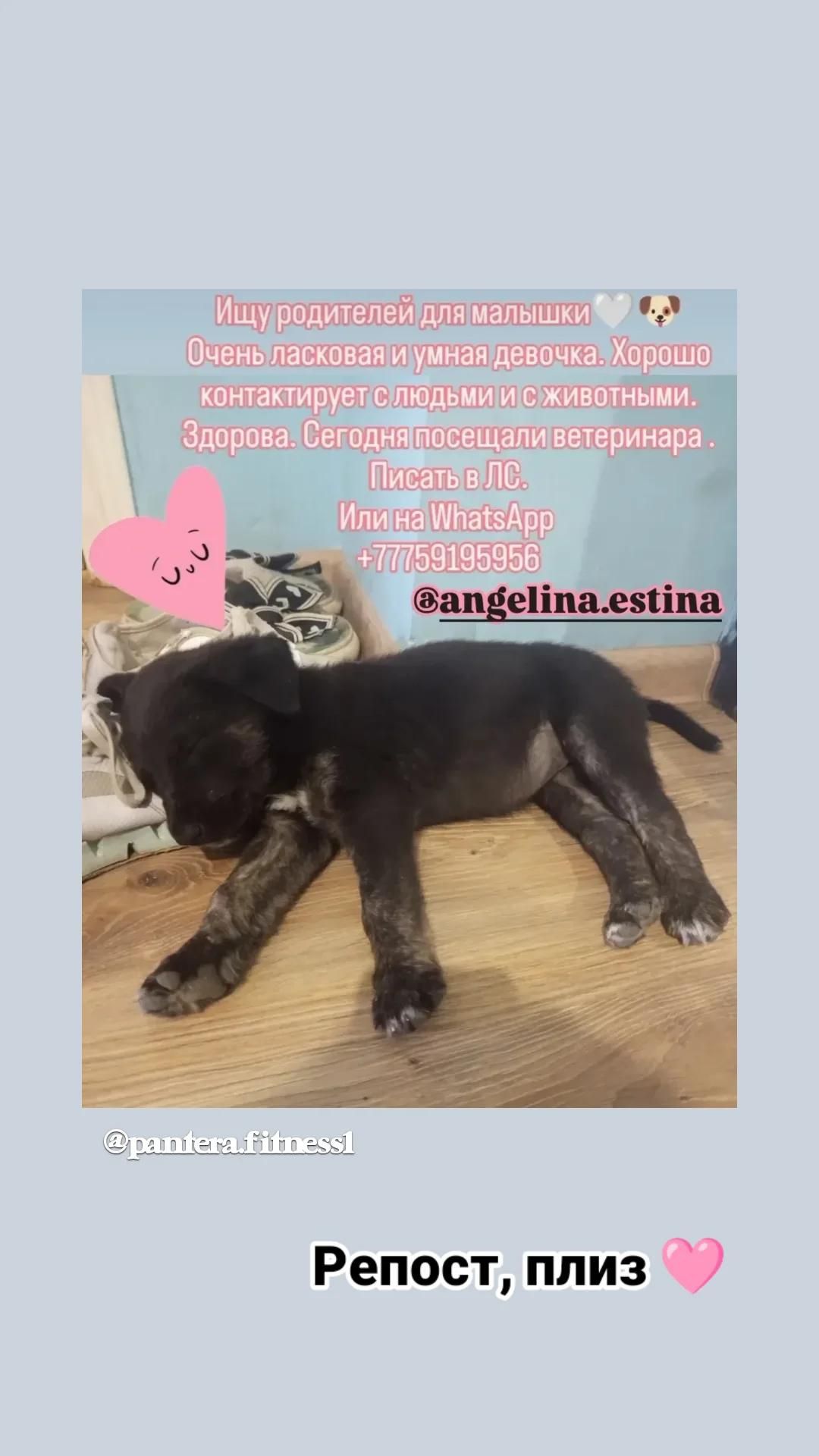 Ищу родителей для девочки щеночка