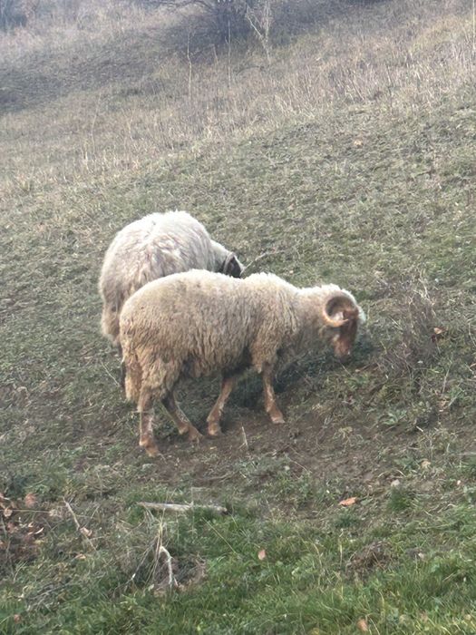 Vand doi berbeci tineri grasi