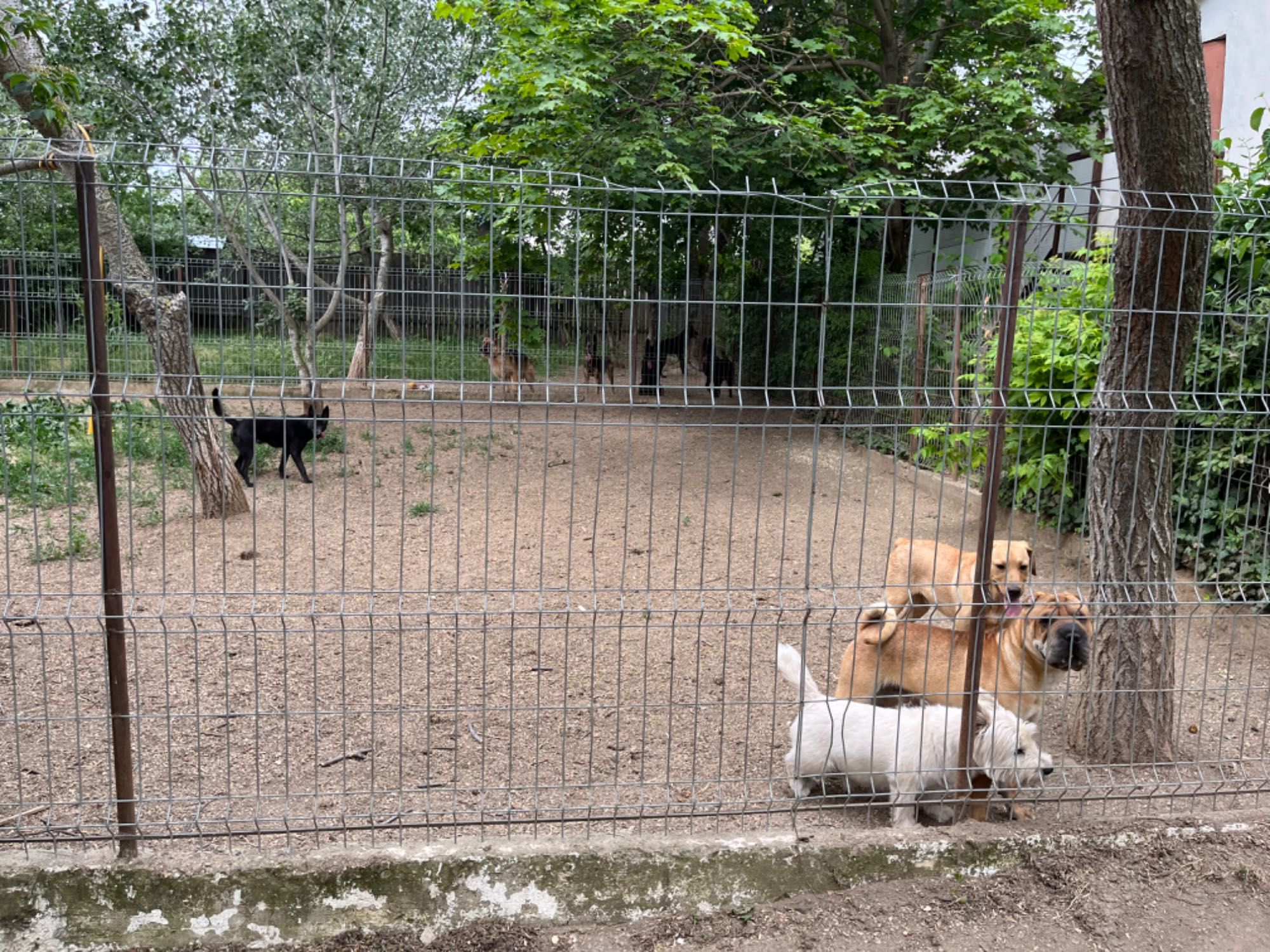 Pensiune Canină Iasi