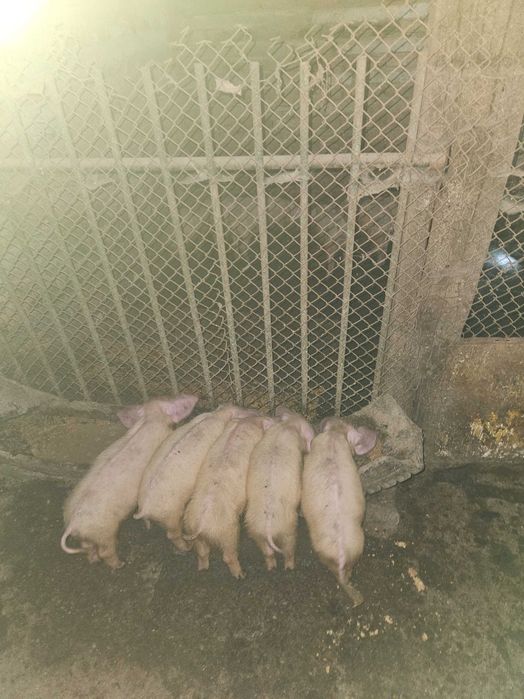 Продавам малки прасета
