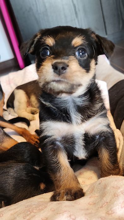 Donez pui cățel talie mica