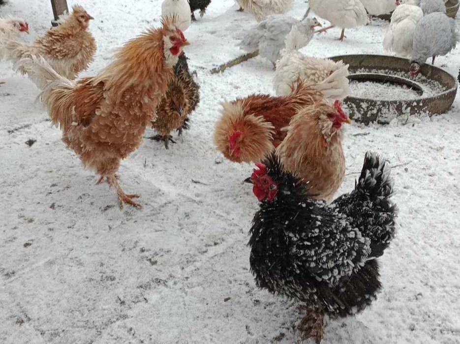 vand oua de gaina frezat