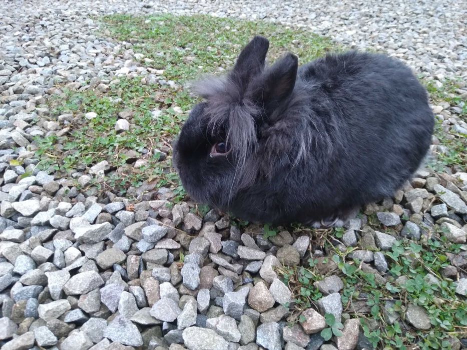 Iepurași de vanzare.