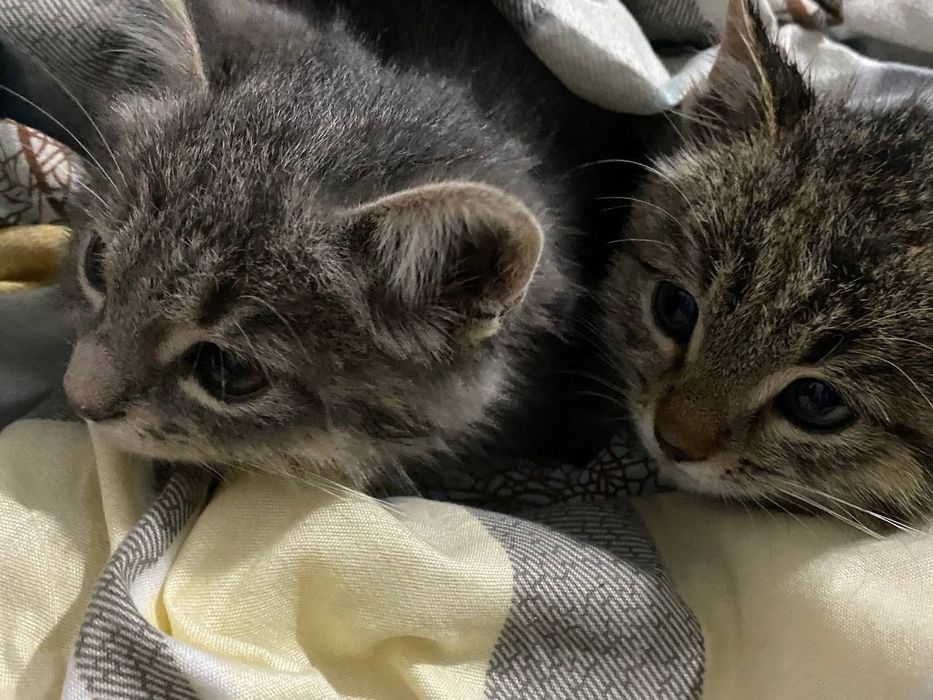 Котята маленькие