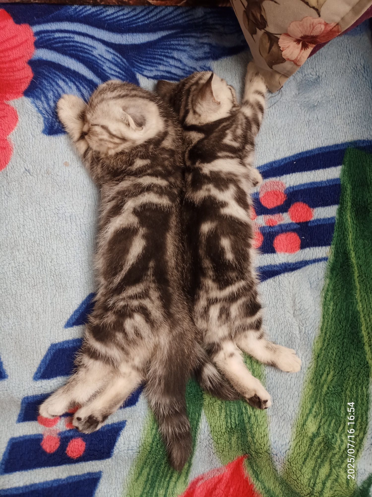 Продам очаровательных котят