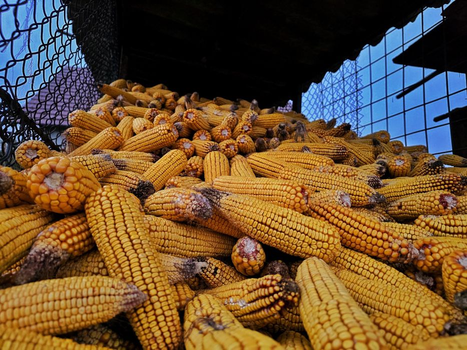 Vând porumb Pioneer pe știulete – producție 2025