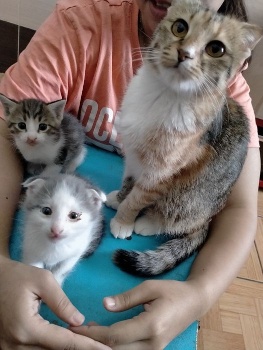 Продоётся катёнок мальчик