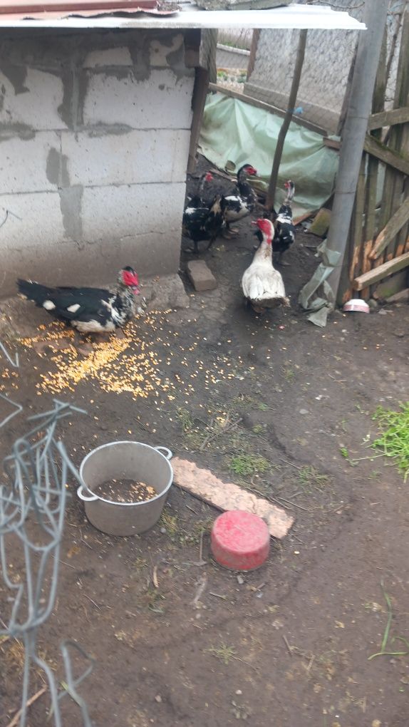 Vând rățoi lesești