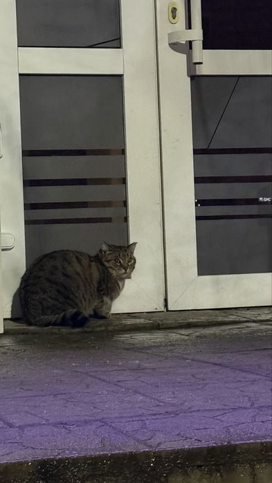 Бедный котик, сидит на улице