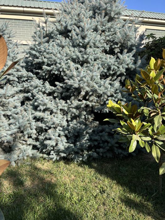 Ель голубая до 4 метров 8 шт