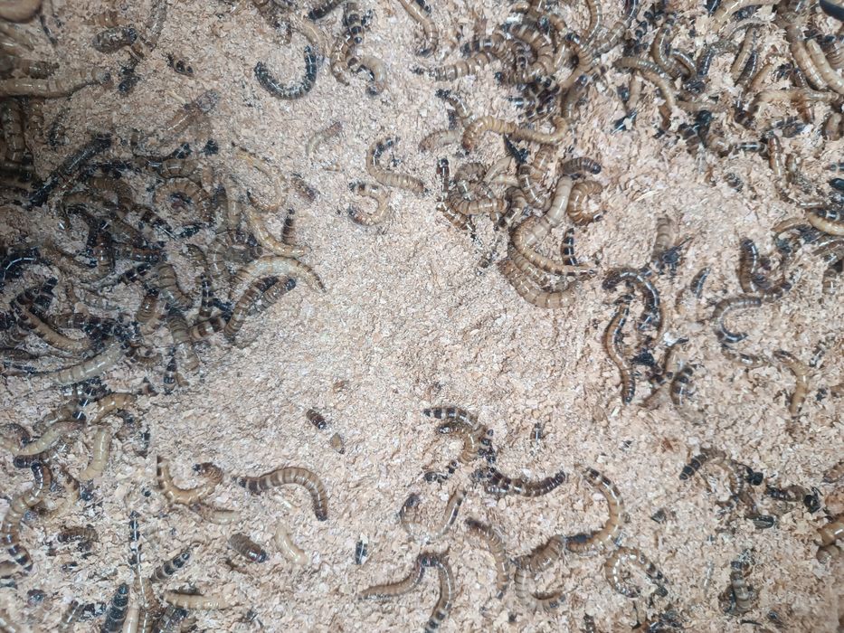 Продаётся зоофобус