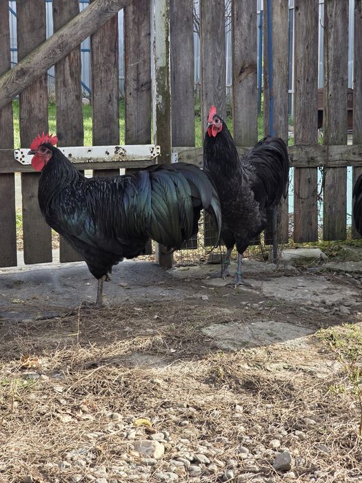 Cocosi Australorp