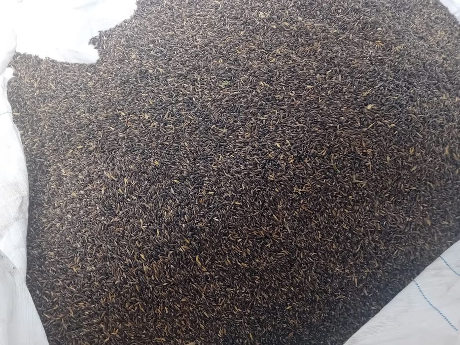 Ovăz negru de vanzare