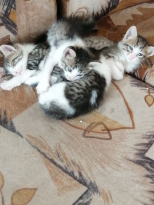 Котенца на 2 месеца