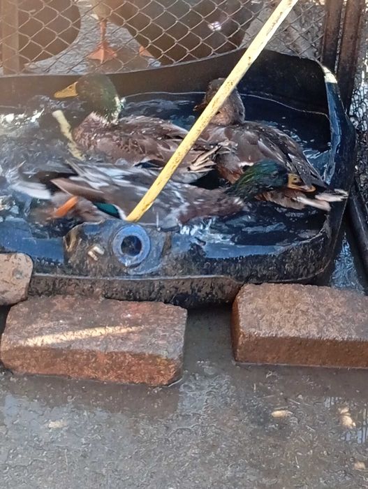 Schimb 2 ratoi sălbatici