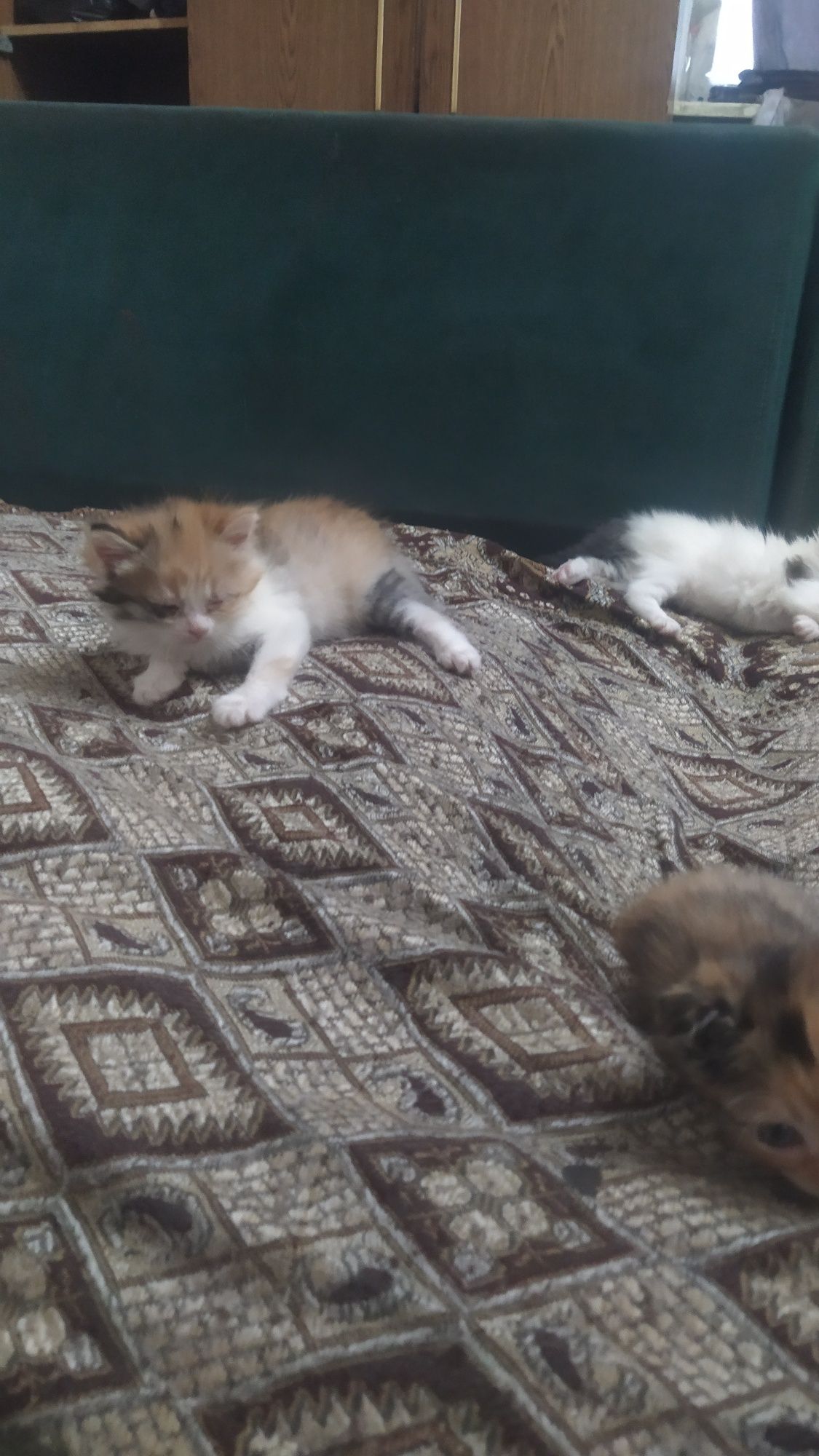 Продам котят  веслоухие