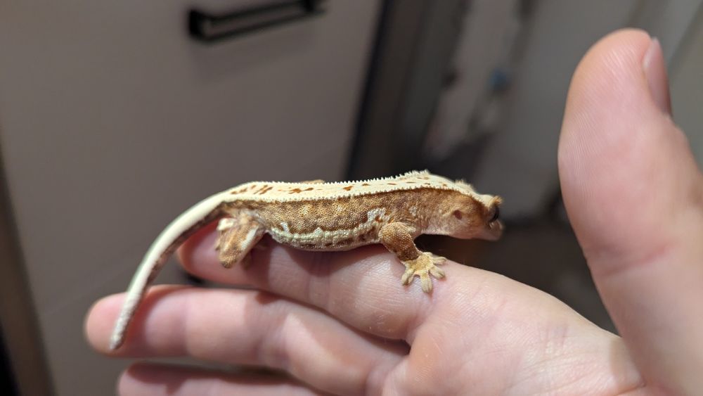 Ресничест Гекон/Correlophus ciliatus/Crested gecko