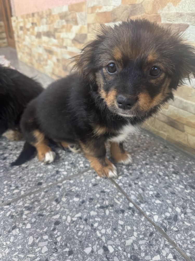 Cățeluși spre adopție – crescuți în curte, prietenoși și jucăuși