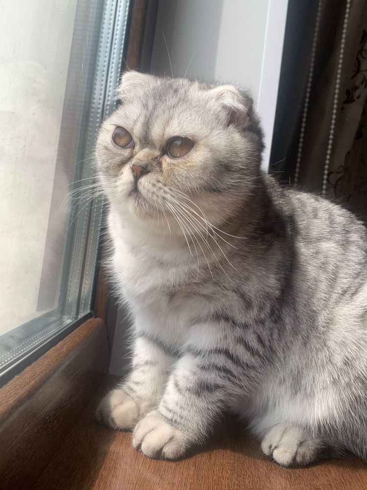 Кошка Вислоухая.
