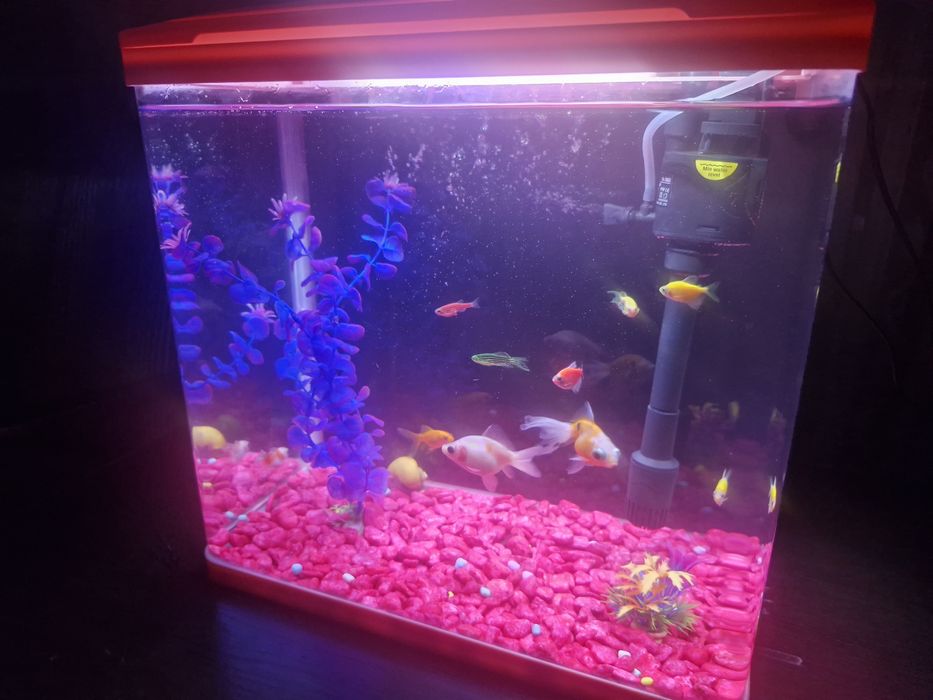 Akvarium+lampa+filtr+dekoratsiya+baliq