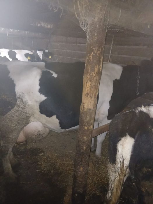 De vanzare 2 vaci bune de lapte