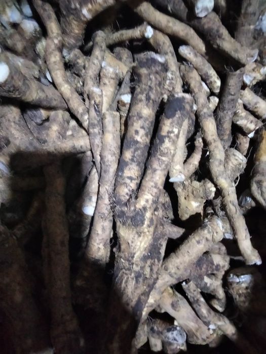 Свежие корни хрена