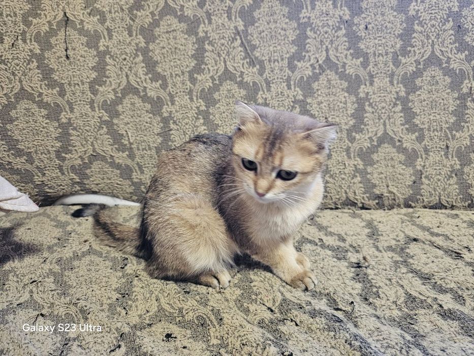 Продаются котята 3 месяца