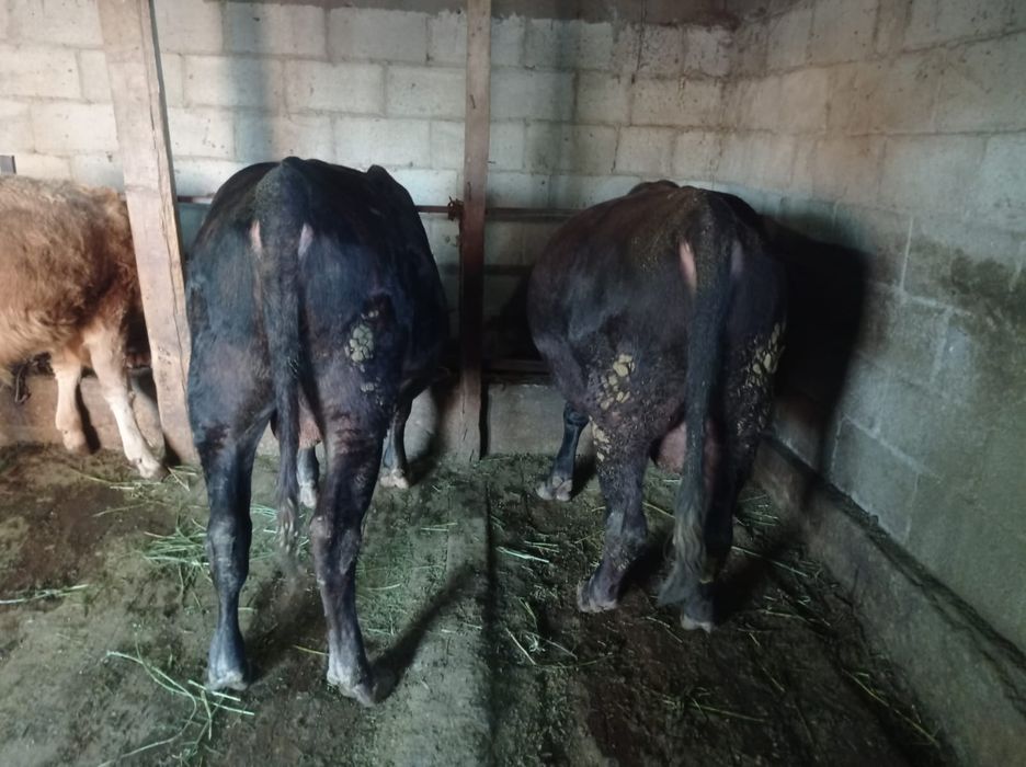 Продам бычков откорм