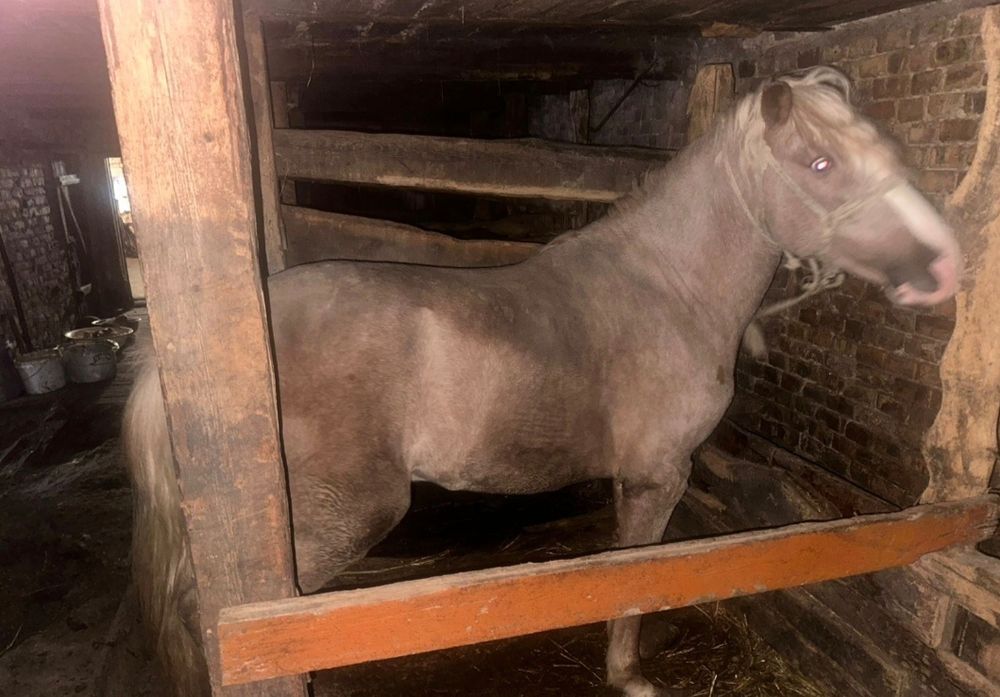 Продаётся донен.