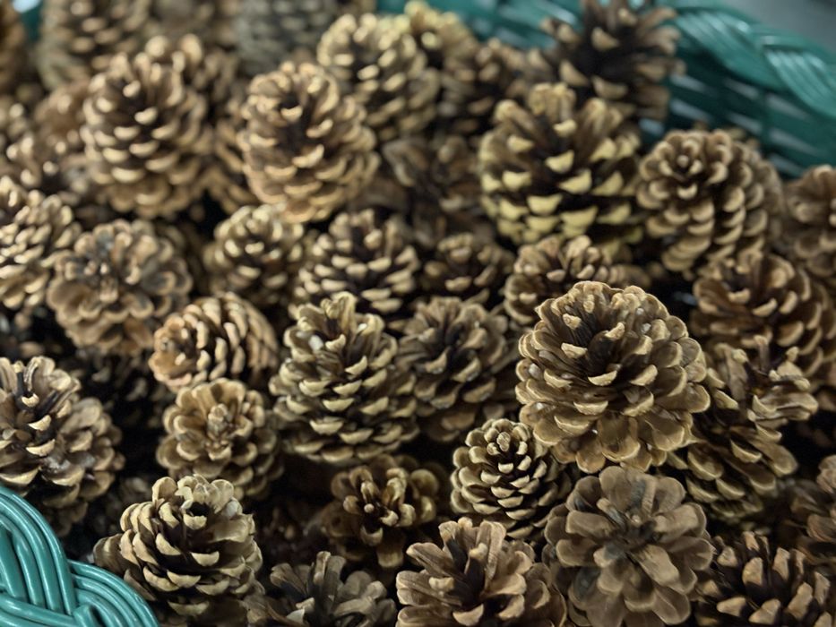 Шишки сосны натуральные для декора