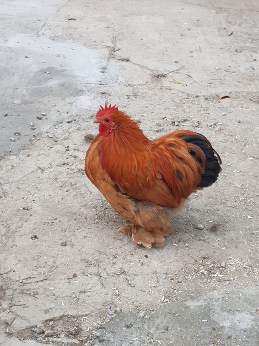 Cocoși cochinchina