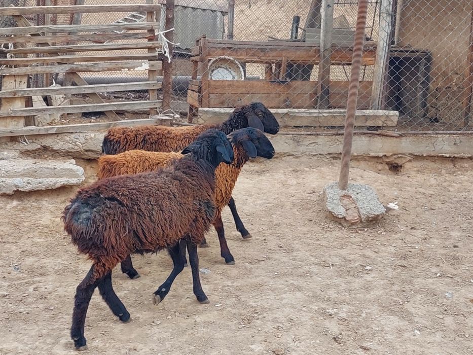 Ургашы қисары токтылар сатылады